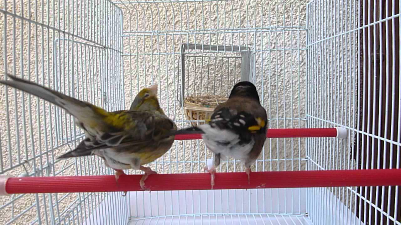 chardonneret algérien  noire x  canari
