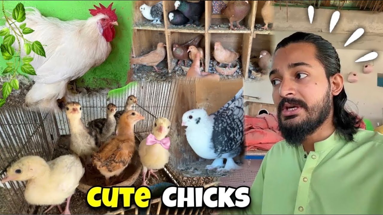 Black White Chicks🐣 Sare Chicks Ek Sath Kr Diye😍