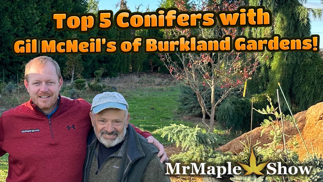 Top 5 Conifers with Gil McNeil’s of Burkland Gardens!
