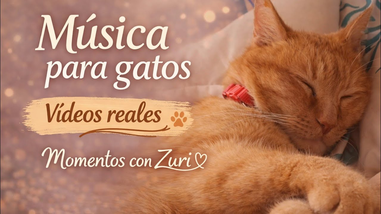 Música relajante para gatos, vídeos reales de Zuri