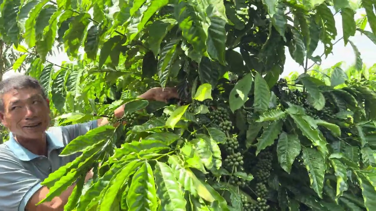 Giống cà phê dây cho năng suất trên 7 tấn nhân 1 hecta | vườn cà phê thả ngọn | Cà phê đa thân