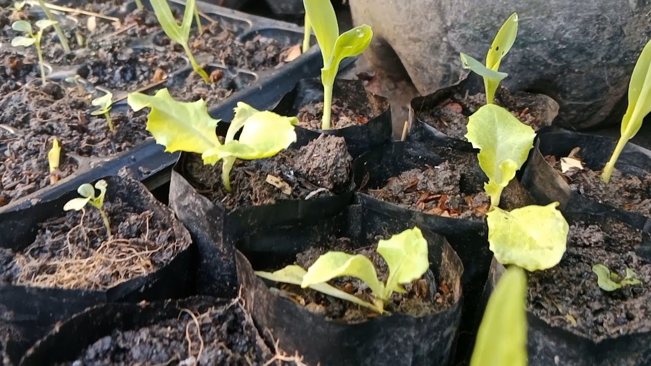 Tips Semaian Sayur Aman dari Siput. Belajar Berkebun Organik