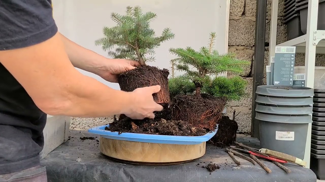 Как сделать бонсай за 10 минут с нуля из садового материала. Abies koreana. Пихта Корейская.30.10.23