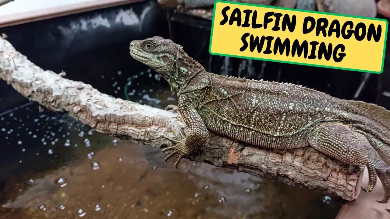 BIG Delivery, Sailfin Dragon Swimming Day In The Pond !!! (Snake Island Exotics)