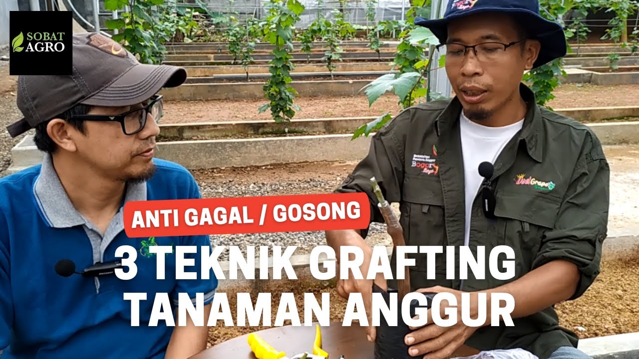Dijamin Bisa! Tiga Cara Mudah Grafting Anggur