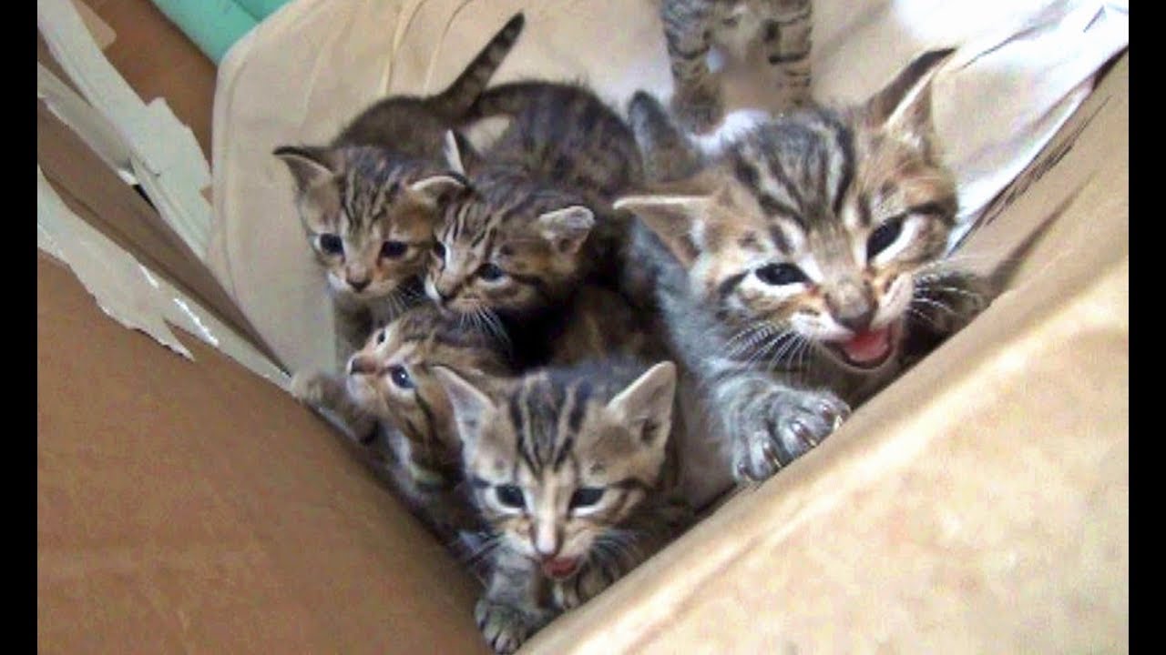 A Day In The Life Of Our Foster Kittens