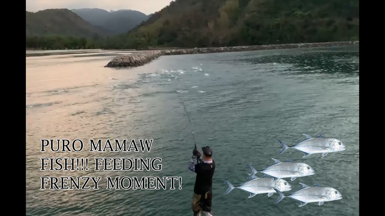 Mamaw Feeding Frenzy! Very rare moment @caylabne Cavite