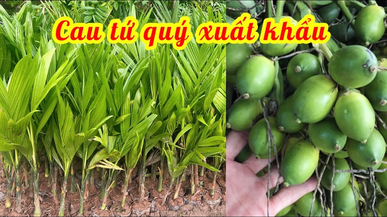 Cau tứ quý - cau liên phòng quả dài, ra quanh năm, năng suất cao, bán được giá // 085.88.98765