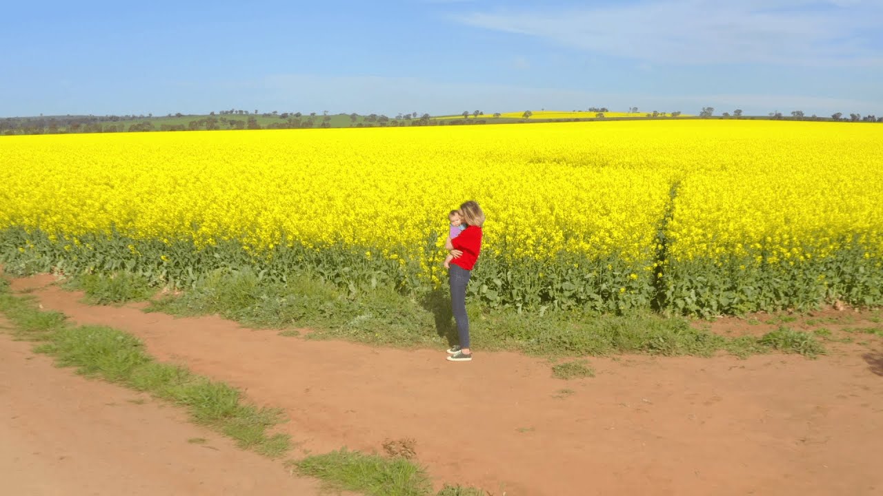 Get ready this year's spectacular Canola Trail