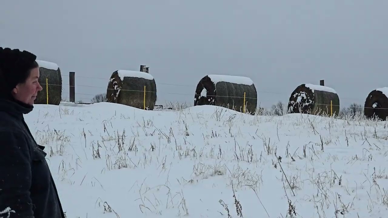 Winter Paddock for the Cows