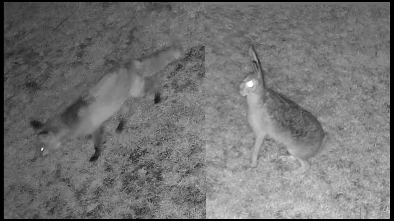 Lis i zając ganiają po podw&oacute;rku - teraz to ja nie wiem kto kogo szuka :)