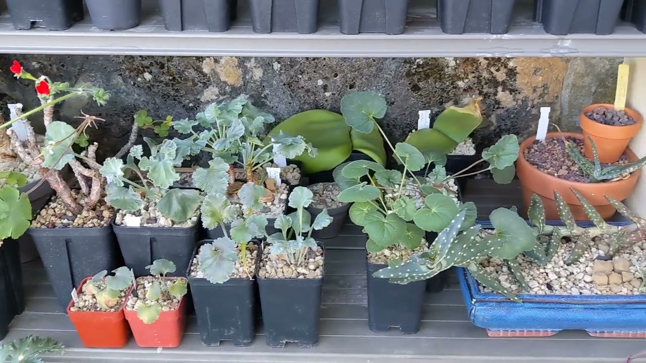 Pelargonium collection