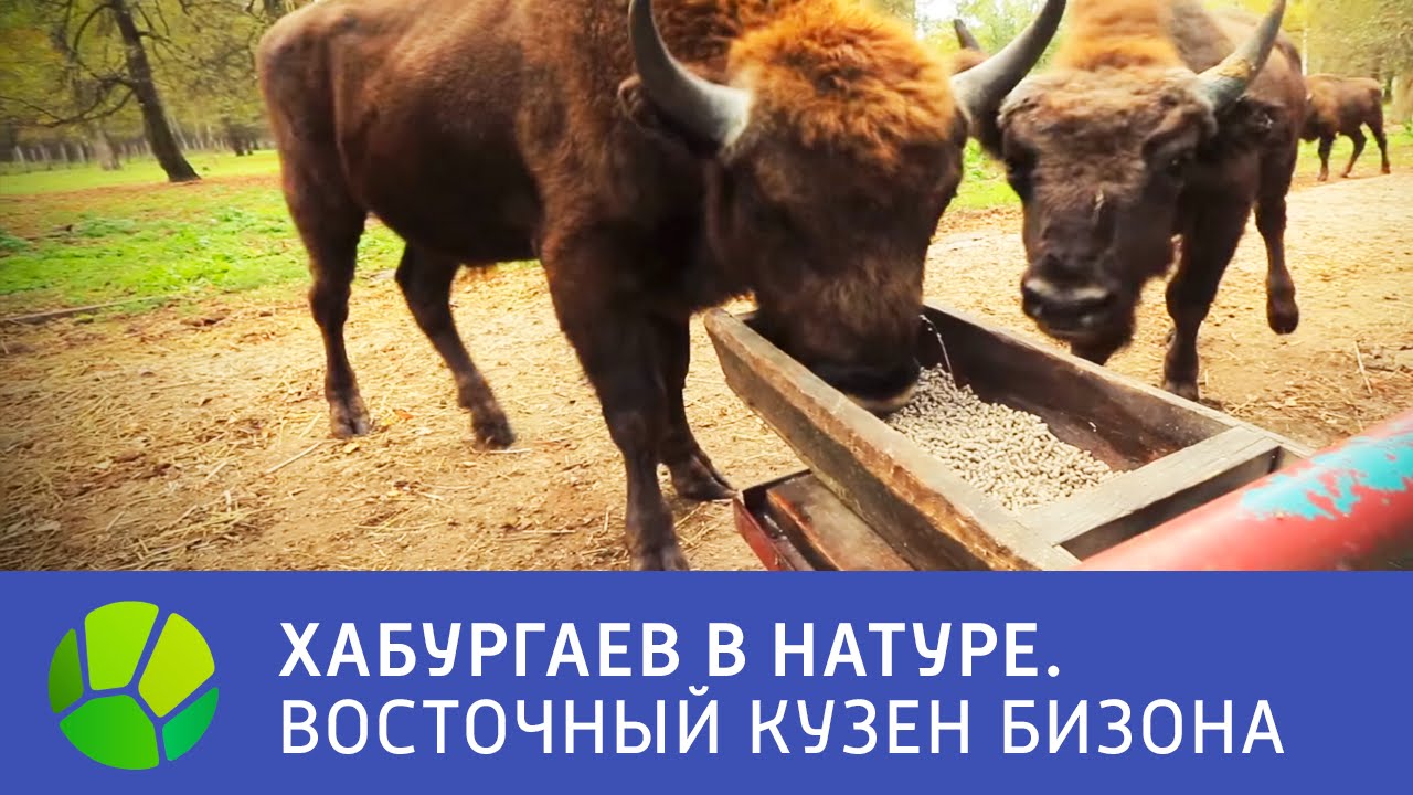 Восточный кузен бизона - Хабургаев в натуре | Живая Планета