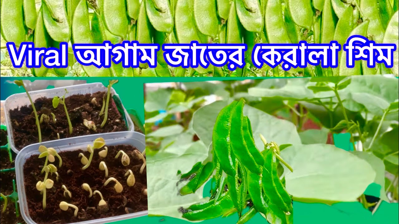 Easy And Efficient Way To Sprout Your Viral Kerala Hyacinth Beans SHOKHER BAGAN UK 2026