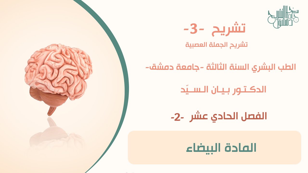تشريح 3 | الفصل الحادي عشر -2- | المادة البيضاء | د. بيان السيد