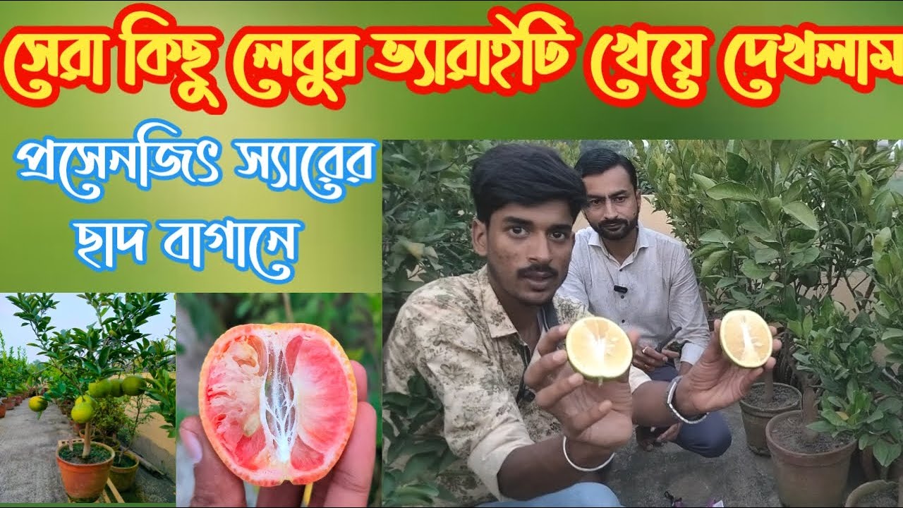 দেখেনিন লেবুর কোন ভ্যারাইটি গুলো আমাদের ওয়েদারে সব থেকে ভালো ফলন হচ্ছে | exotic Citrus collection