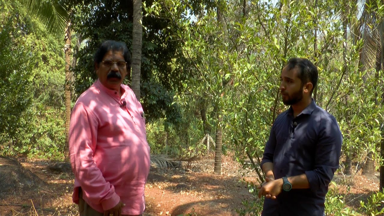 ಜಾಯಿಕಾಯಿಗೆ ಕಡಿಮೆ ಅಂತರ ಕೊಟ್ಟರೆ ಕಷ್ಟ - ಶ್ರೀ ದೀಪಕ ಸಾವಂತ | Nutmeg Cultivation | Problems in less Spacing