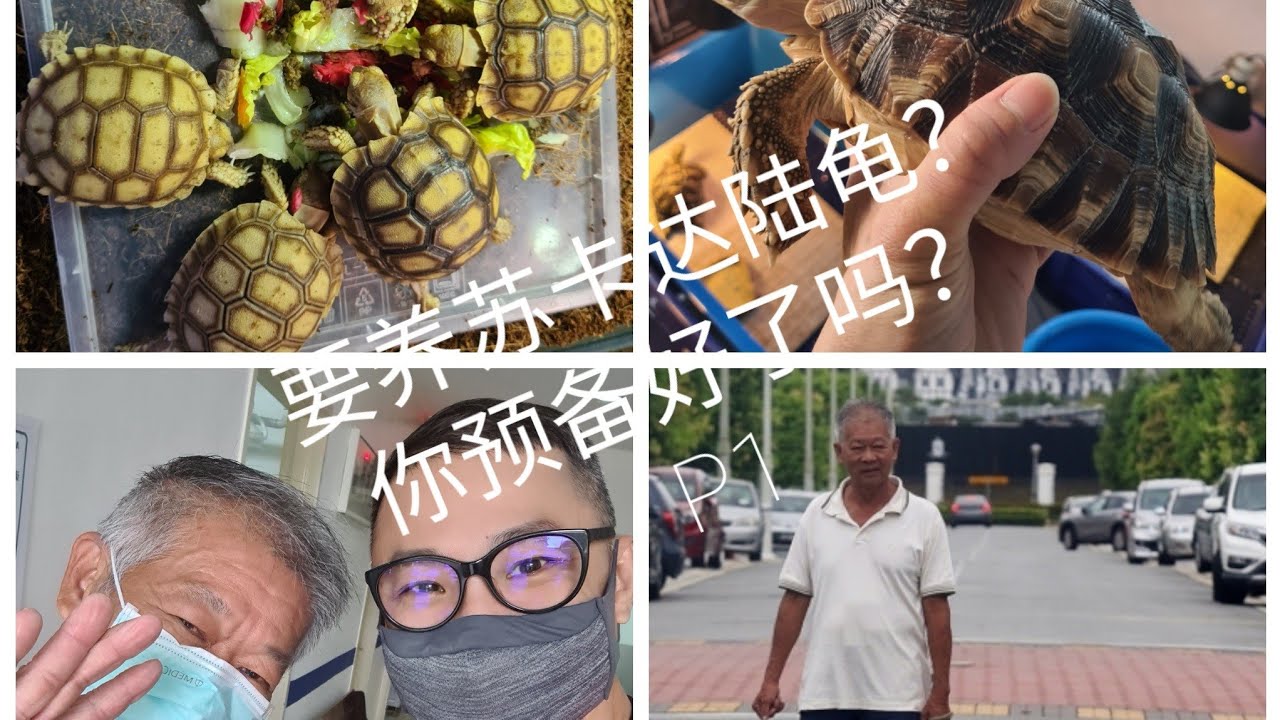 你要养苏卡达陆龟？ 🐢🐢 你预备好了吗？ （第一集）