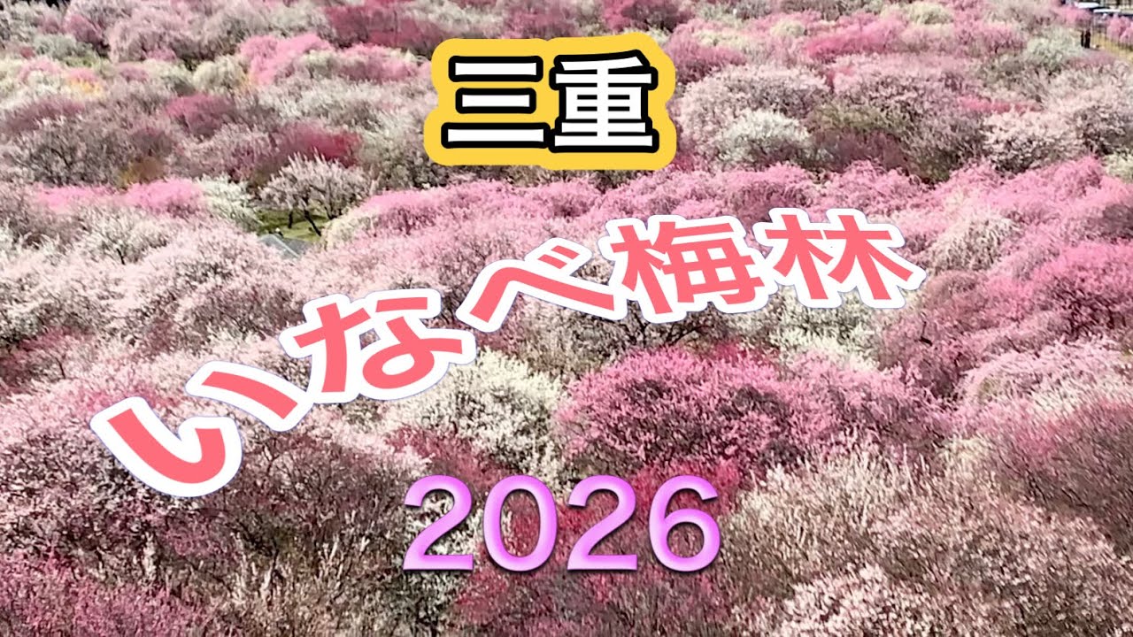 いなべ梅林2026 いなべ梅林公園が今年も圧倒的な迫力　2026.3.4