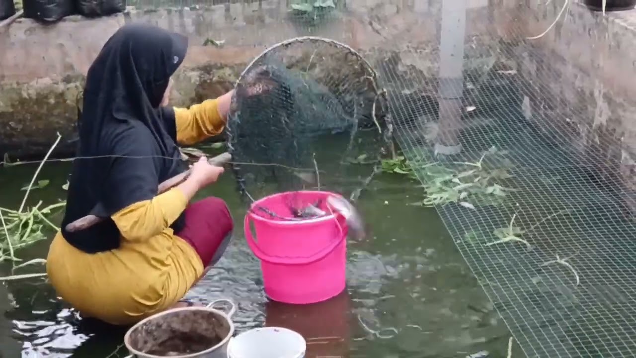 MEMDAHKAN IKAN DARI KOLAM KEKERINGAN