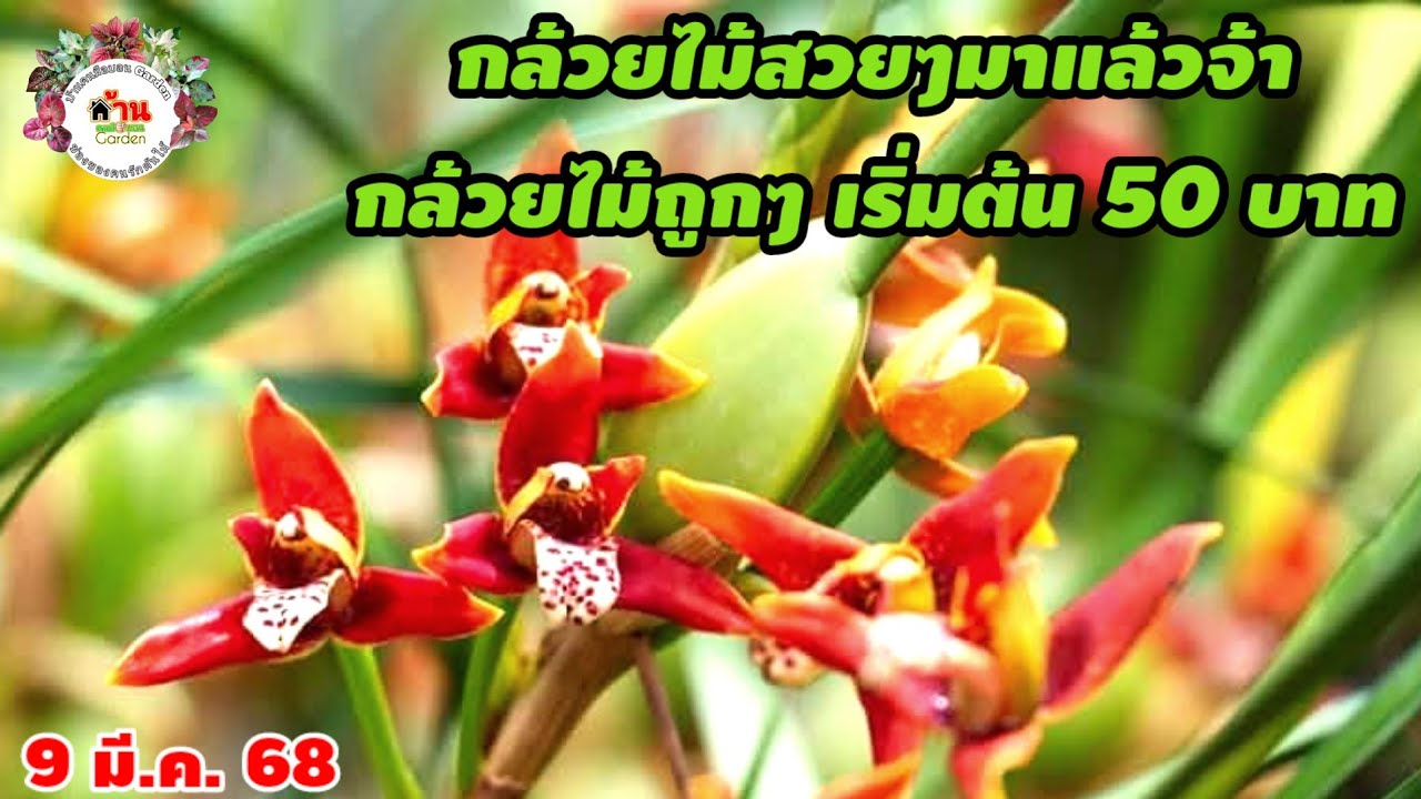 EP.656 กล้วยไม้ชุดใหม่เข้าเพิ่ม กล้วยไม้สวยๆ กล้วยไม้ป่า ไปดูกันเลยจ้า