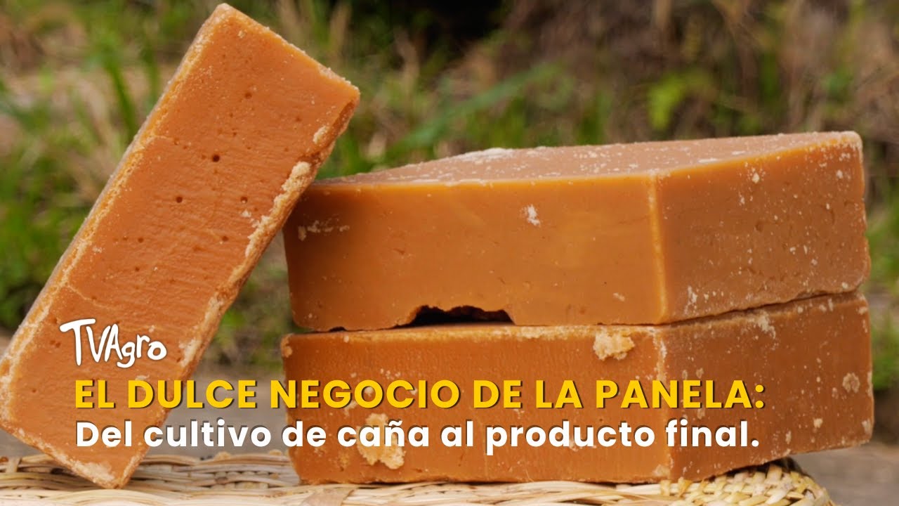 El dulce negocio de la panela: Del cultivo de caña al producto final - TvAgro por Juan Gonzalo Angel