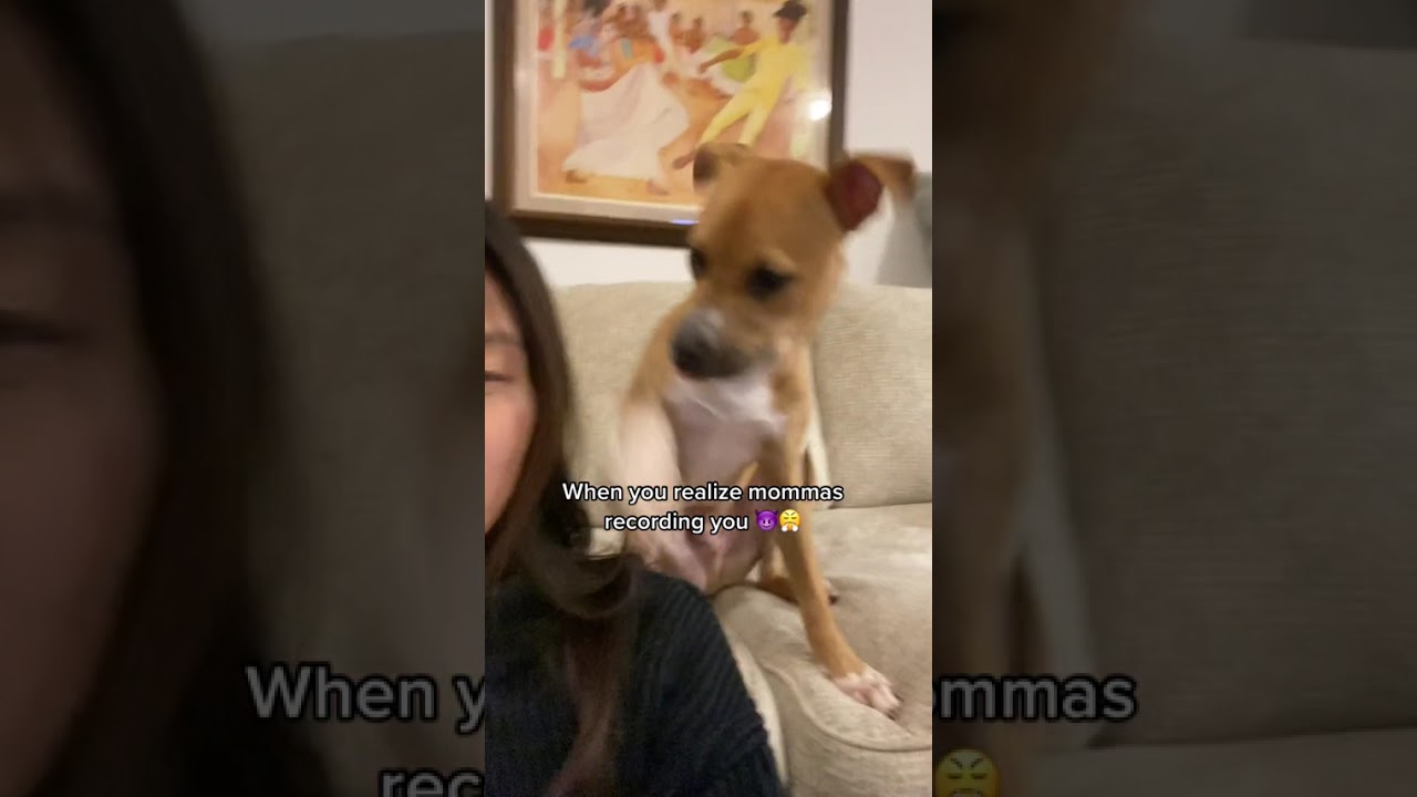 No cameras mama!! dogsoftiktok puppy puppylove pitbull #Shorts #welcometolynnslife