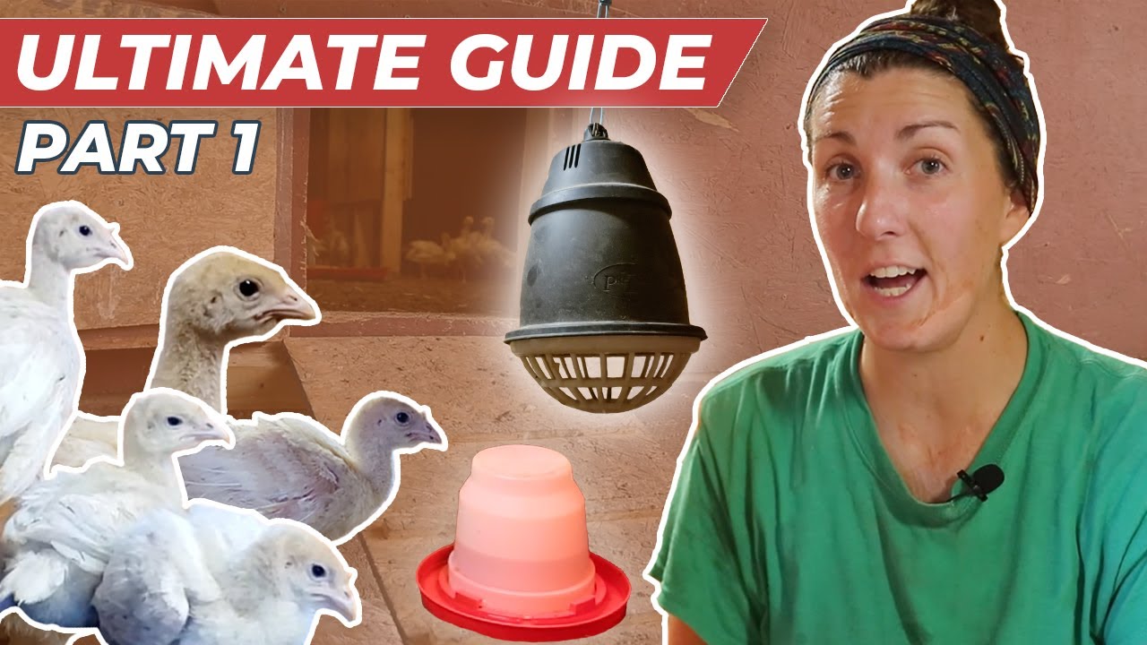 Raising 1,500 Pastured Turkeys [BROODER TO PASTURE]