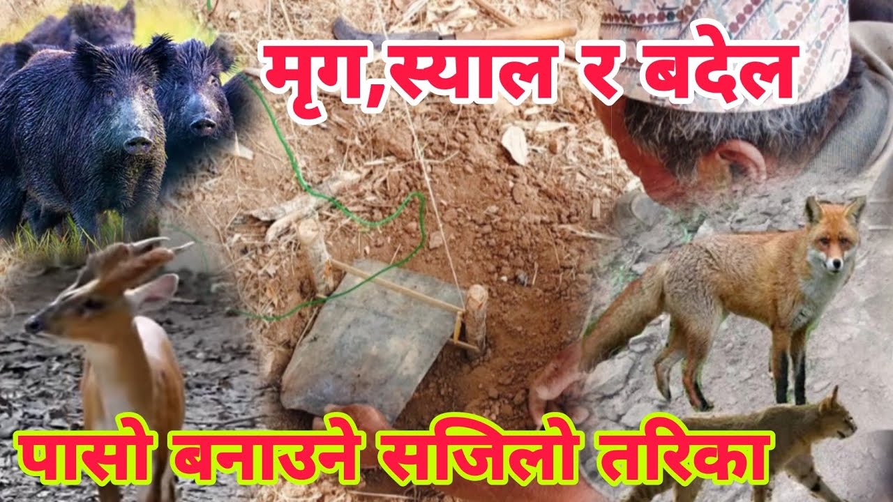 मृग ,स्याल र बदेल को पासो बनाउने सजिलो तरिका पूरा भिडियो हेर्नू होला र सेयर गर्नु होला ।