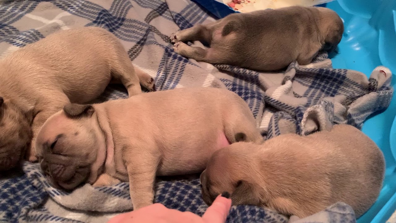 French Bulldog Puppies 3 weeks old