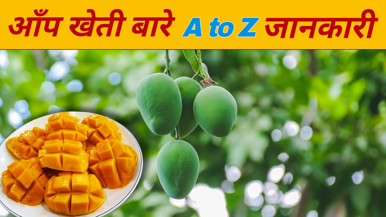 आँप खेती गरि लाखौं कमाउने तरिका । Mango Farming