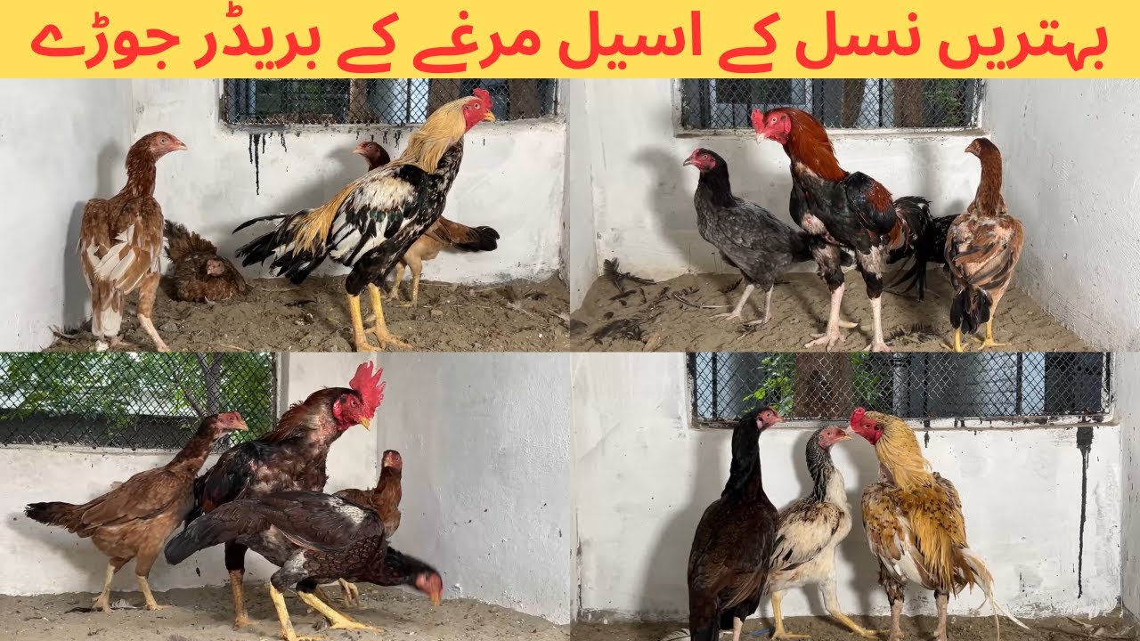 Aseel Breeder Pairs Show | Muslim Breeding Farm Aseel Murgha Setup | M Birds