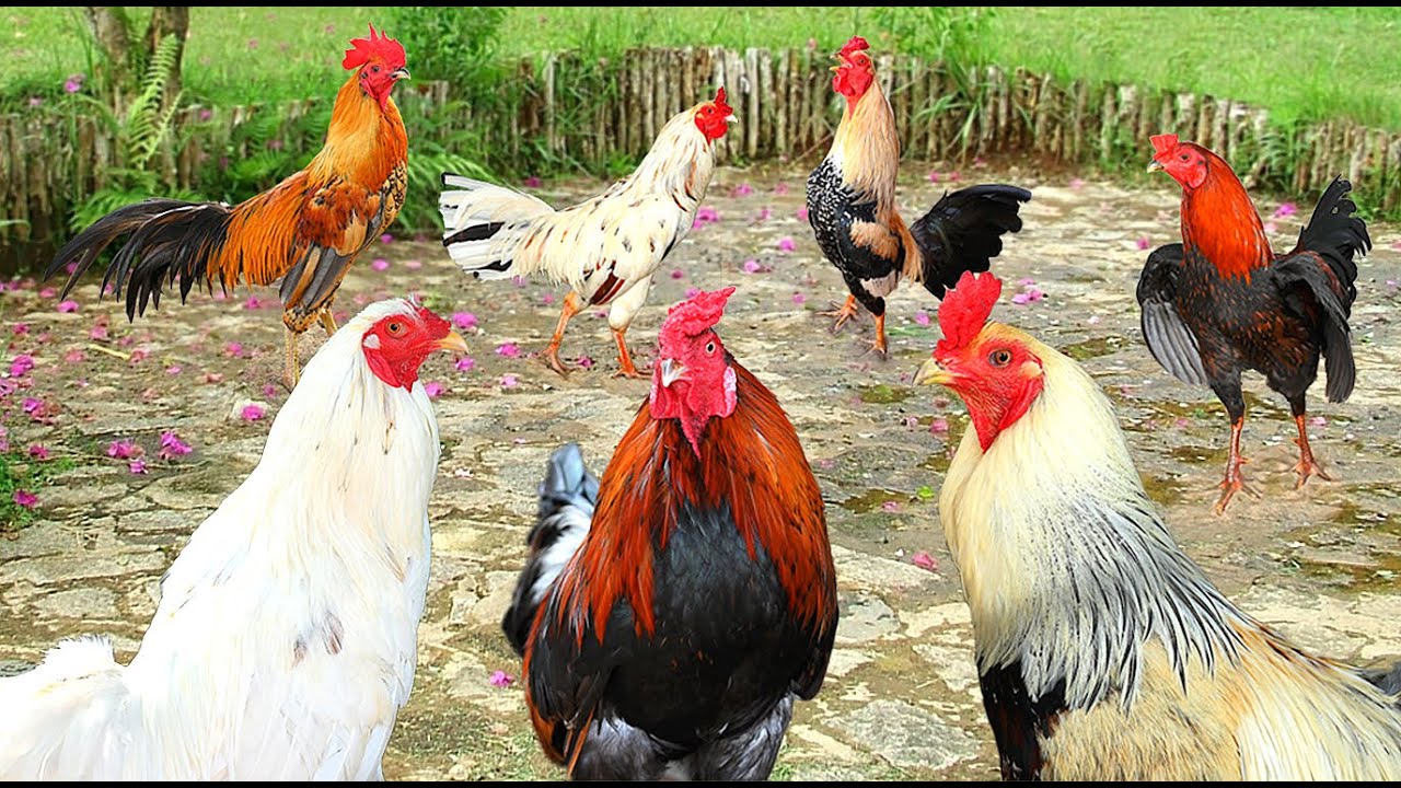 Tiếng Gáy Của Những Con Gà Siêu Đẹp /The Crows Of Super Beautiful Chickens /Tung Vlog