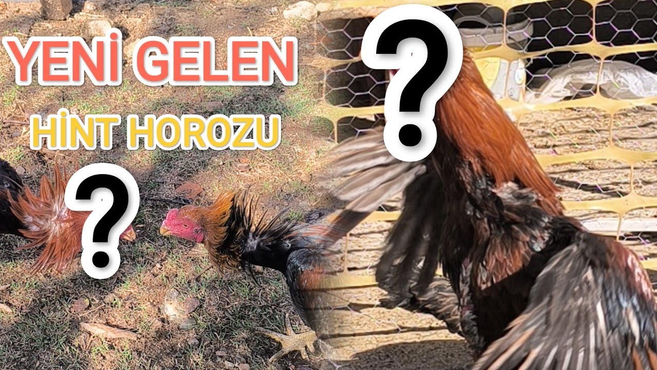 YENİ TRANSFER HİNT HOROZU & K&Uuml;MES GEZİSİ 1 HAFTA DA NELER OLMUŞ ? &iquest; 