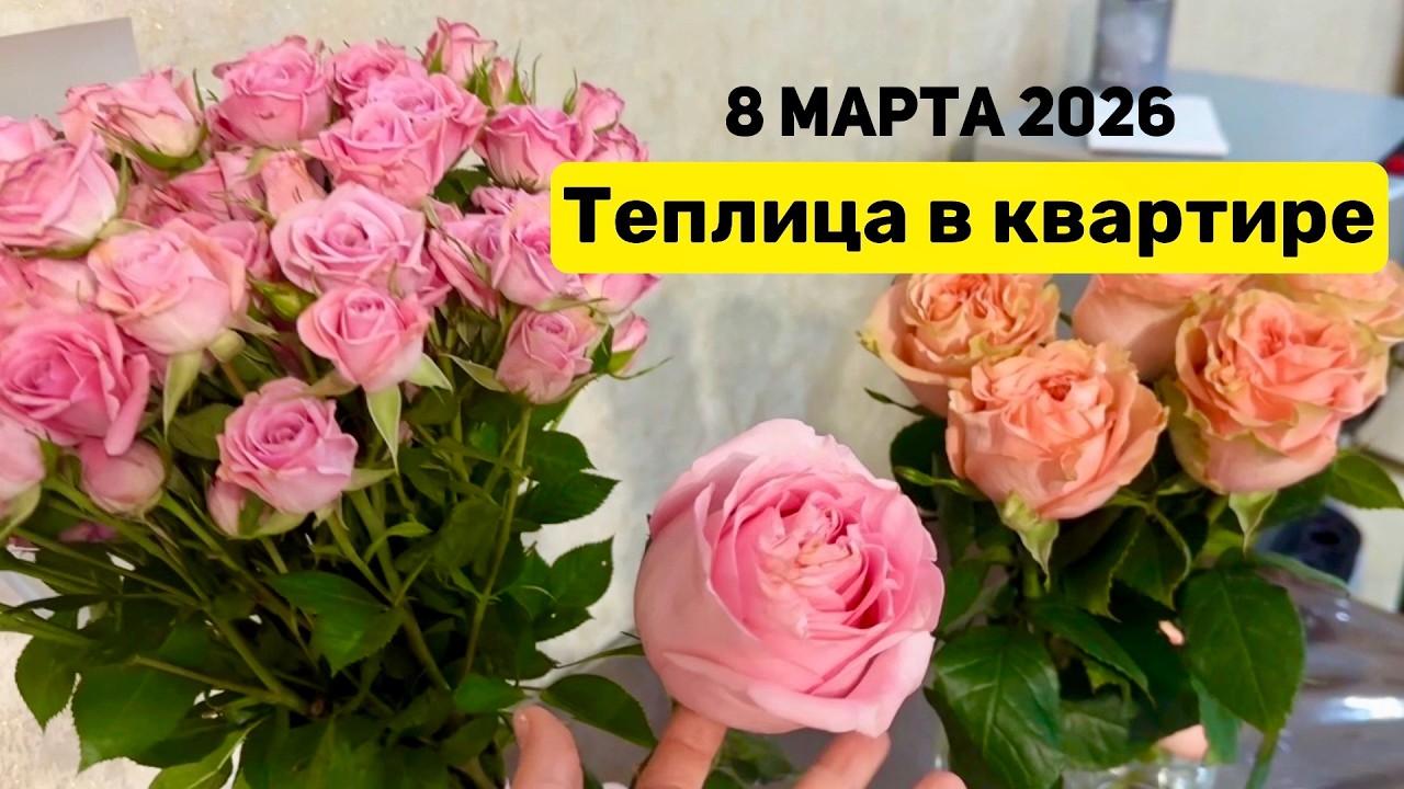 8 марта 2026 Моя теплица в квартире