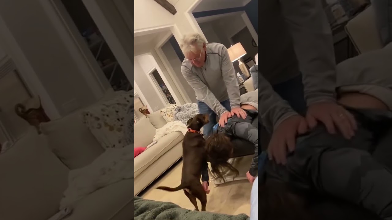 Viral Protective Dogs 🐶❤️ | Loyal Heroes Protecting Their Loved Ones!