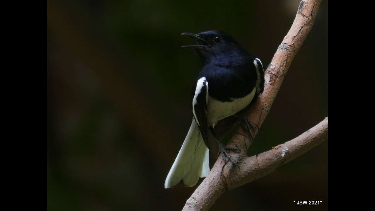 Always ready for a melody: Oriental magpie-robin in song mode.