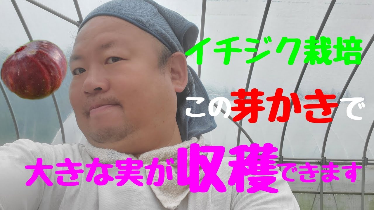 【イチジク栽培】。春に行う【イチジク】の手入れ。