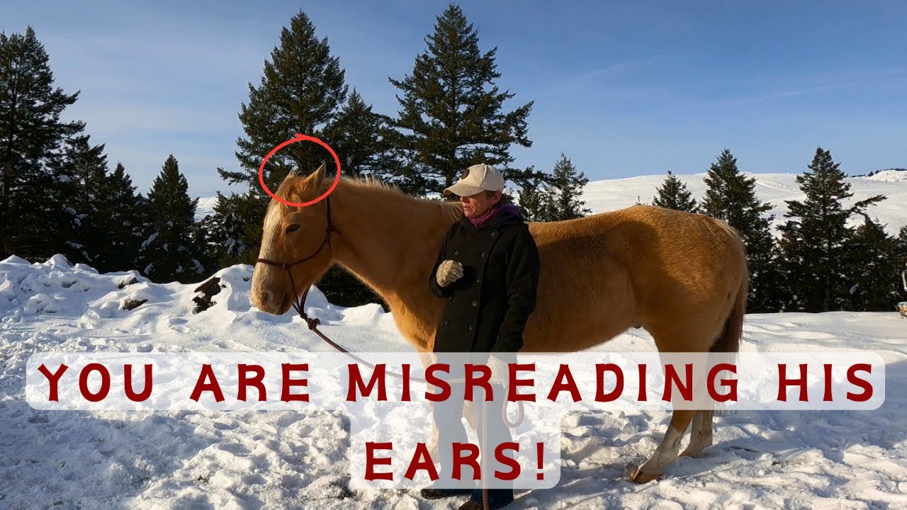 Misunderstood Horse: The Truth About His EARS!!