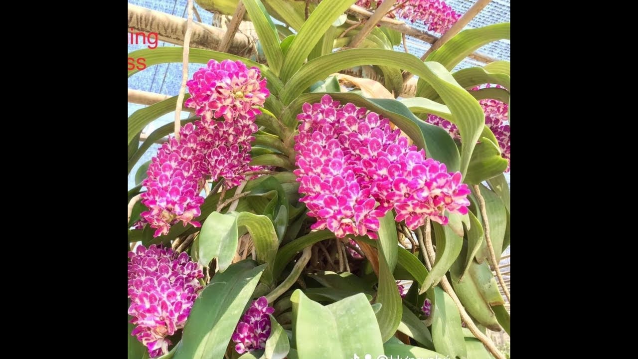 Sàn Hoa Lan 0936147233 xả lan đẹp nhiều loại nhạn 4n đai châu quế chồn koki,,,