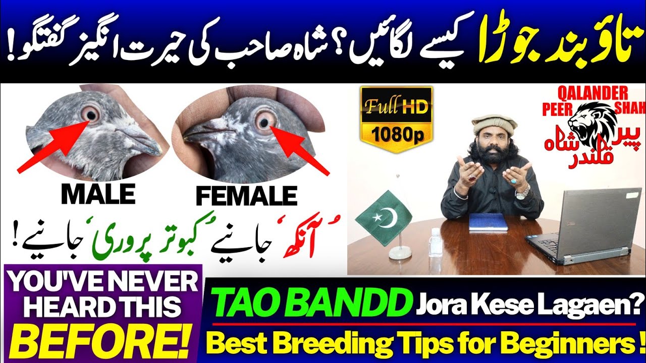 Tao Bandd Jora Laganay Ka Best Tareeka | Tao Bandd Jora Kesay Lagayein | Parwazi Jora Kesay Lagayein