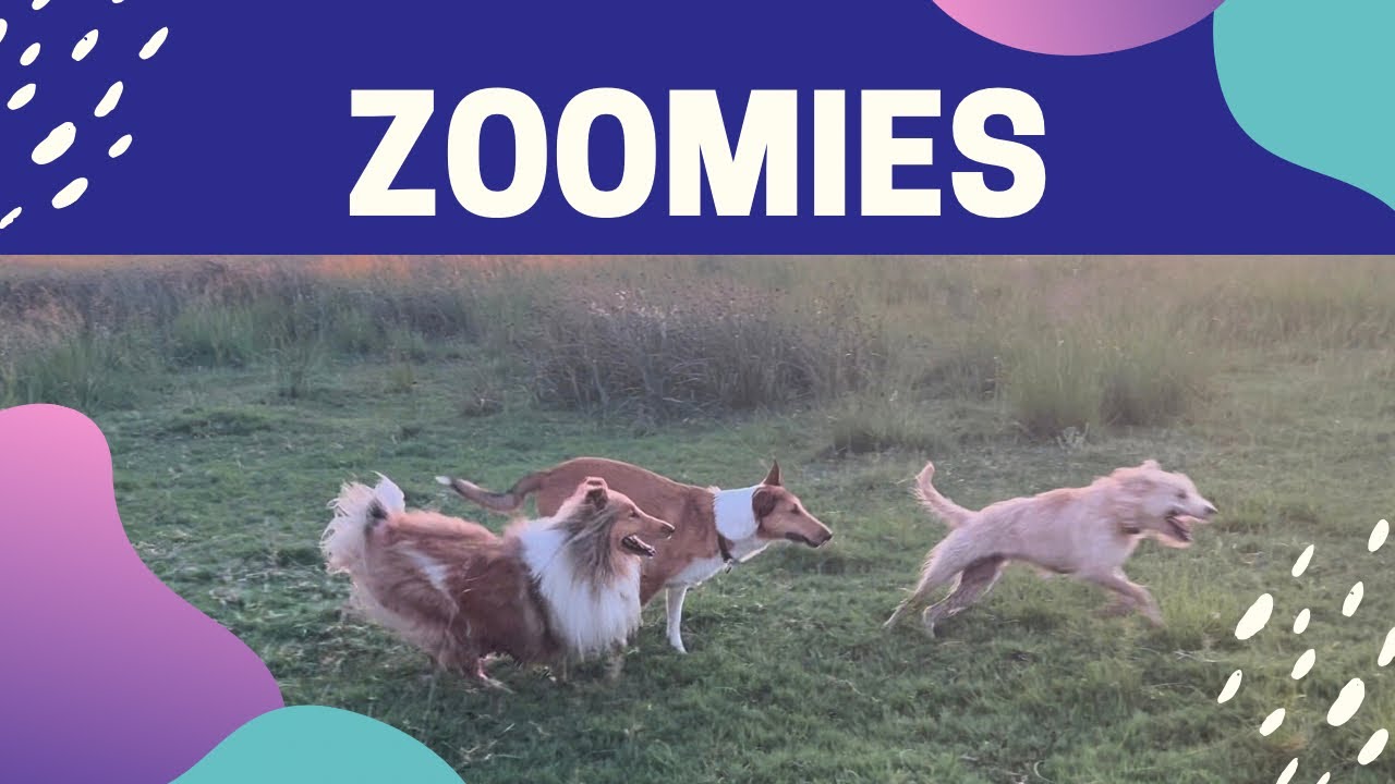 Rough Day? Watch 6 Minutes of Dog Zoomies (Pure Joy & Stress Relief)