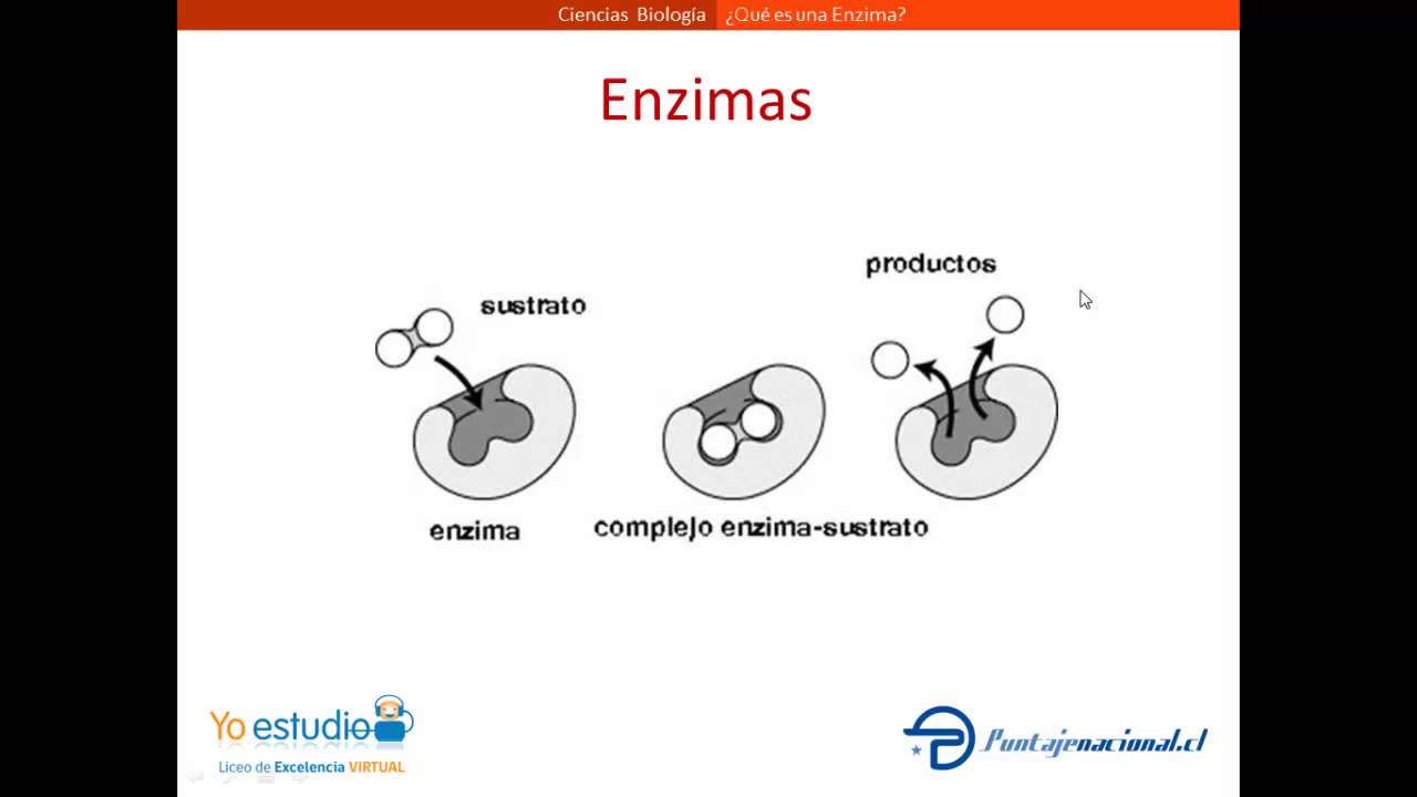 &iquest;Qu&eacute; es una Enzima?