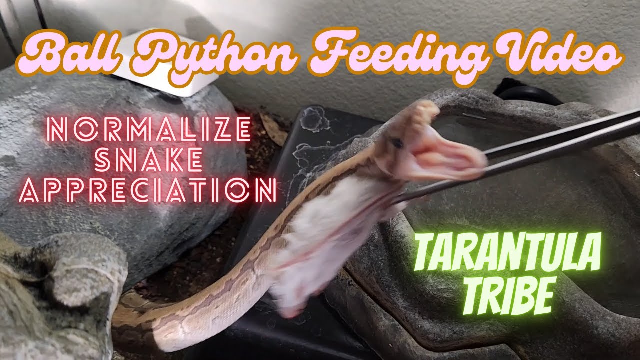 Ball Python Feeding Video 12 09 2024
