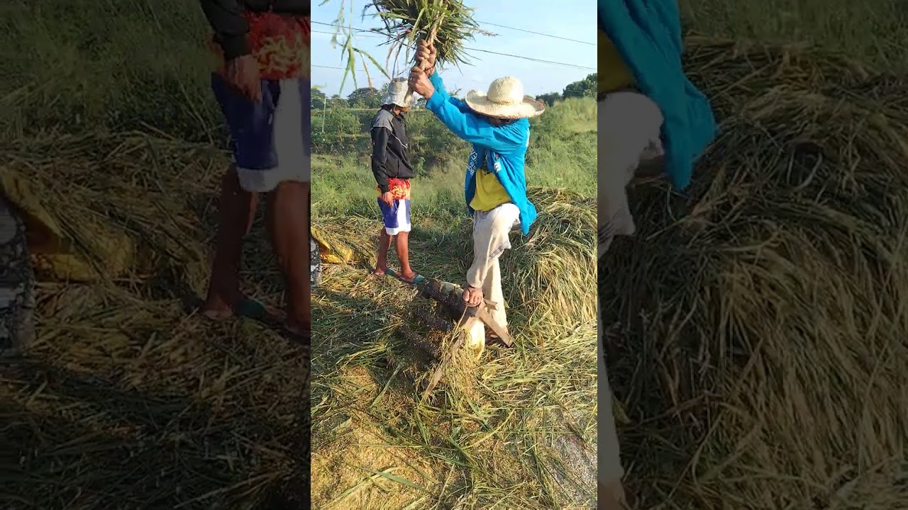 sinaunang ginagawa sa pagaani Ng  palay Nung wala pang makinarya