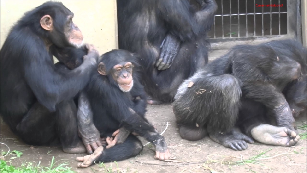 May 2017 Tama zoo chimps #3