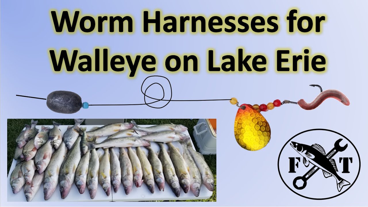 Using a Worm Harness at Lake Erie - June 2020