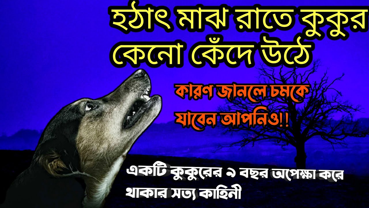 মাঝ  রাতে  আকাশের দিকে তাকিয়ে কুকুর হাও মাউ  করে কাঁদতে থাকে।কিন্তু কেন ? কারণ জাননে চমকে যাবেন আপনি