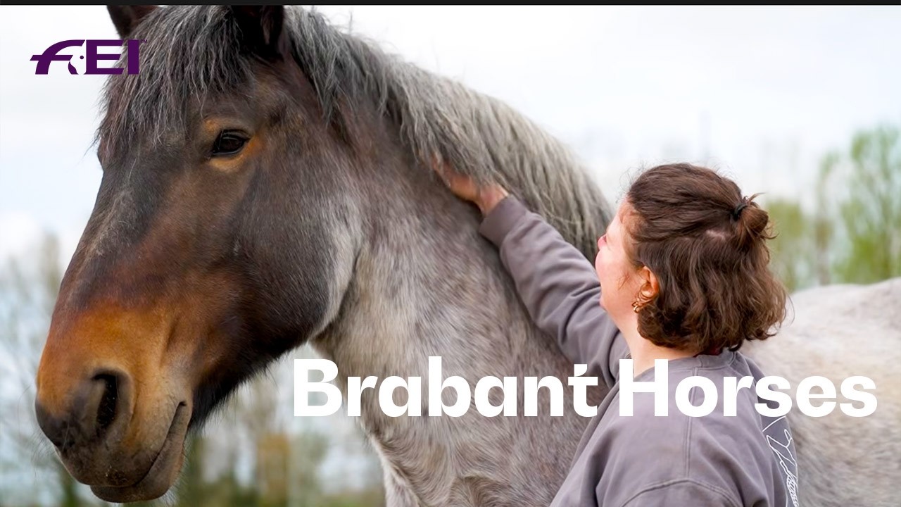 Meet the hefty heavy draft horses of Belgium 🤩 | RIDE presented by Longines