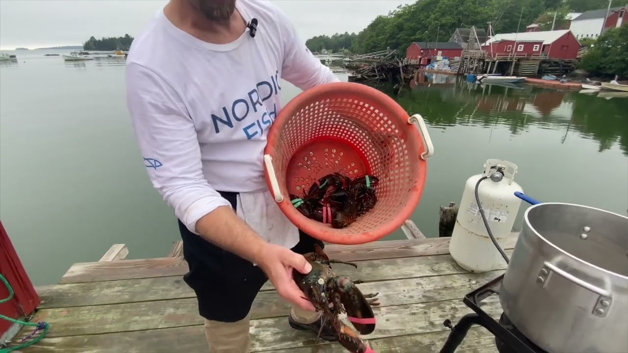 Soft Shell vs. Hard Shell Lobster: What’s the Difference? | The Catch with Jardar
